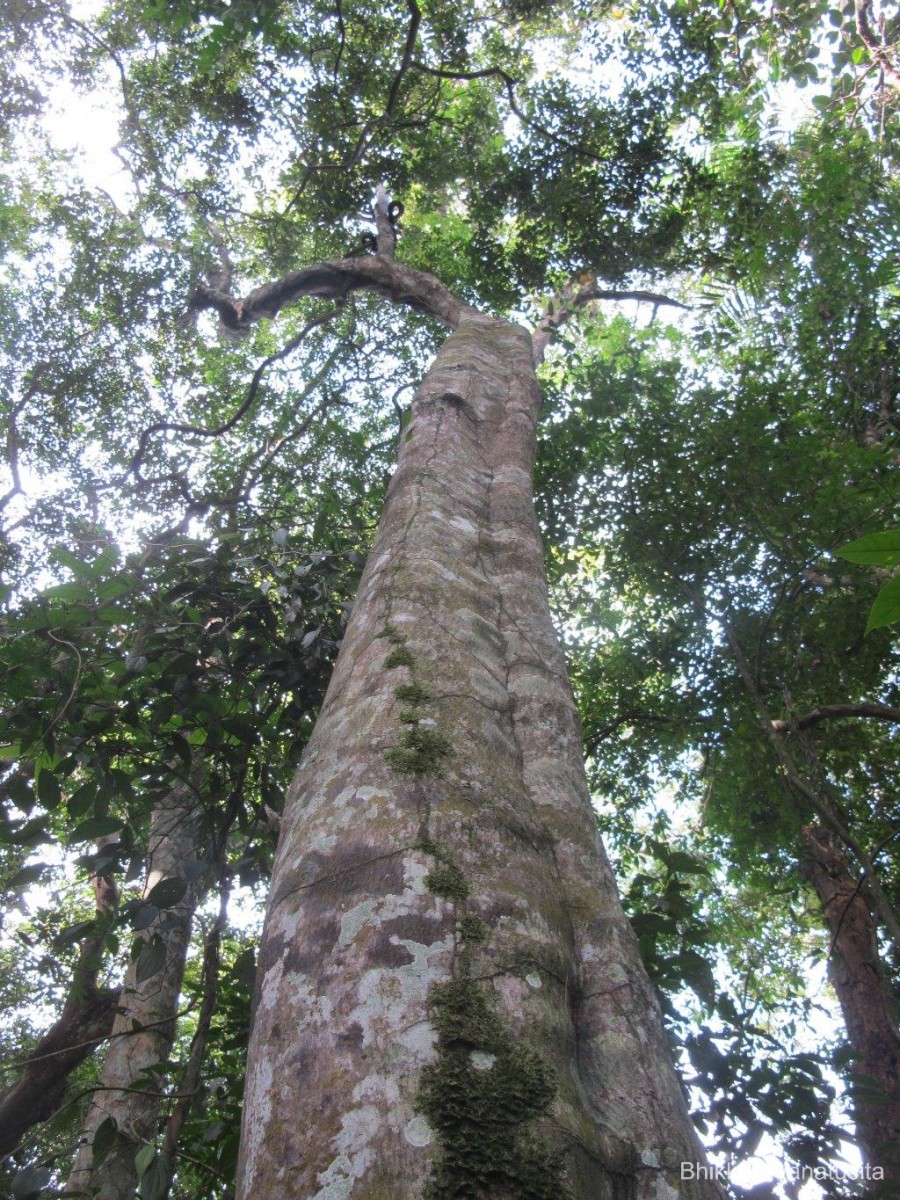 Donella lanceolata (Blume) Aubrév.